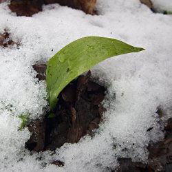 Bärlauch-Blatt