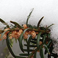 Eibenblüten