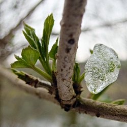 Knospe und Eis