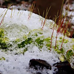 Moos im Schnee