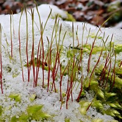 Moos im Schnee