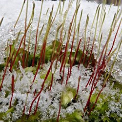 Moos im Schnee