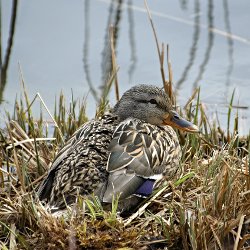Stockente Weibchen im Schilf