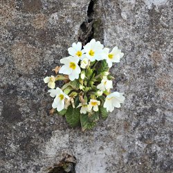 Stängellose Schlüsselblume wächst aus der Mauer