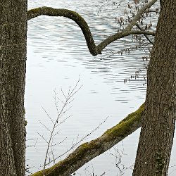 Erlen am Wasser