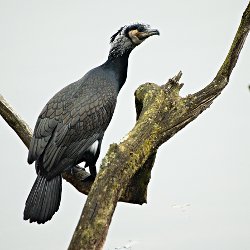 Kormoran auf Ast im Wasser