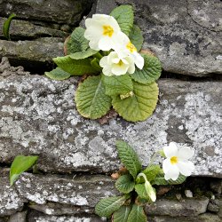 Stängellose Schlüsselblumen auf der Mauer