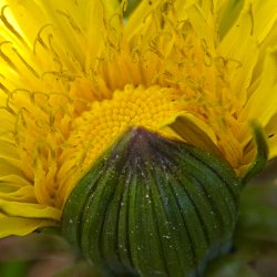 Blüte Löwenzahn