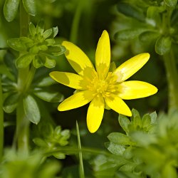 Blüte Scharbockskraut