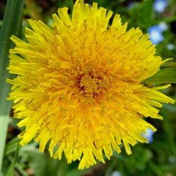 Blüte Löwenzahn