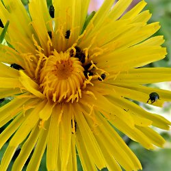 Käfer auf gelber Blume