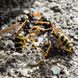 Zwei Wespen am Kämpfen