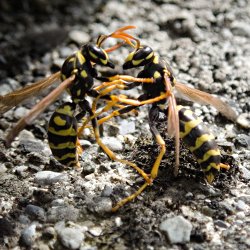 Zwei Wespen am Kämpfen