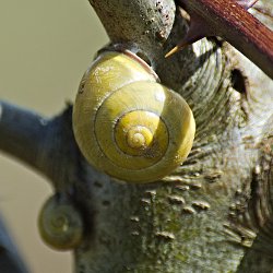 hellbraune Bänderschnecke
