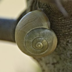braune Bänderschnecke