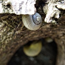 beige Bänderschnecke