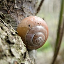braune Bänderschnecke