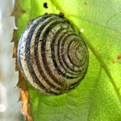 gestreifte Bänderschnecke