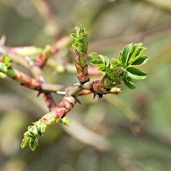 Austreibende Knospe