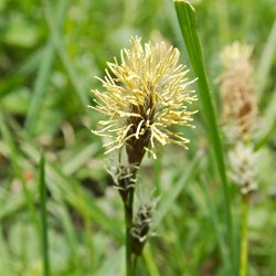 kleine gelbe Wiesenpflanze