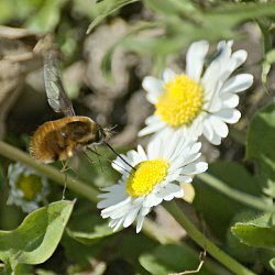 Wollschweber auf Margerite