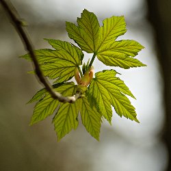 Bergahorn Blatt und Knospe