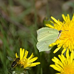 Biene und Zitronenfalter auf Löwenzahn