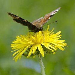 Tagpfauenauge auf Löwenzahn
