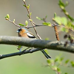 Buchfink Männchen im Baum