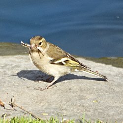 Buchfink Weibchen mit Federn im Mund