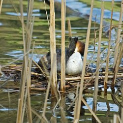 Haubentaucher im schwimmenden Nest im Schilf