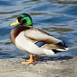 Stockente Erpel