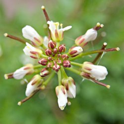Schaumkraut Blüten