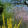 Bäme und Pflanzen in grün, gelb, rosa