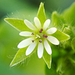 Blüte Vogelmiere