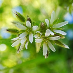 Blüte Hornkraut