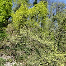 Wald