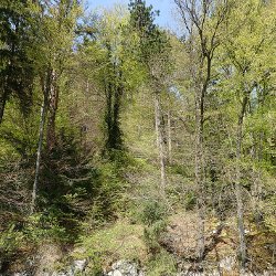 Wald