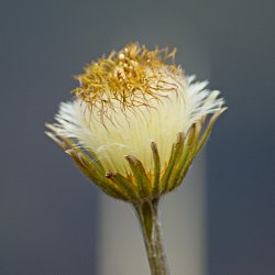 Huflattich-Pusteblume