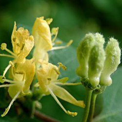 Blüten und Knospen