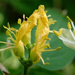 Blüten