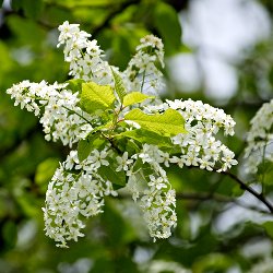 Blüten am Baum