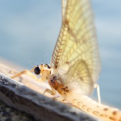 Eintagsfliege Nahaufnahme
