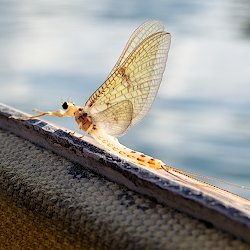 Eintagsfliege auf dem Faltboot