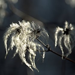 Fäden der Waldrebe glitzern in der Sonne