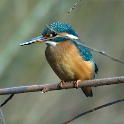 Eisvogel auf Weidenast