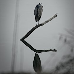 Graureiher auf Baumstamm im Wasser