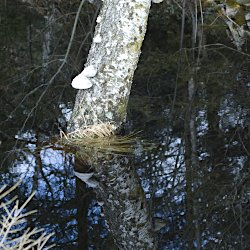 Baumspiegelung im Moor
