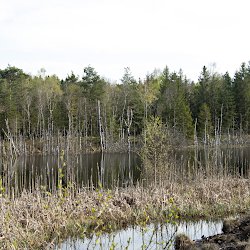 Baumspiegelungen im Moor