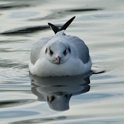 Lachmöwe im See